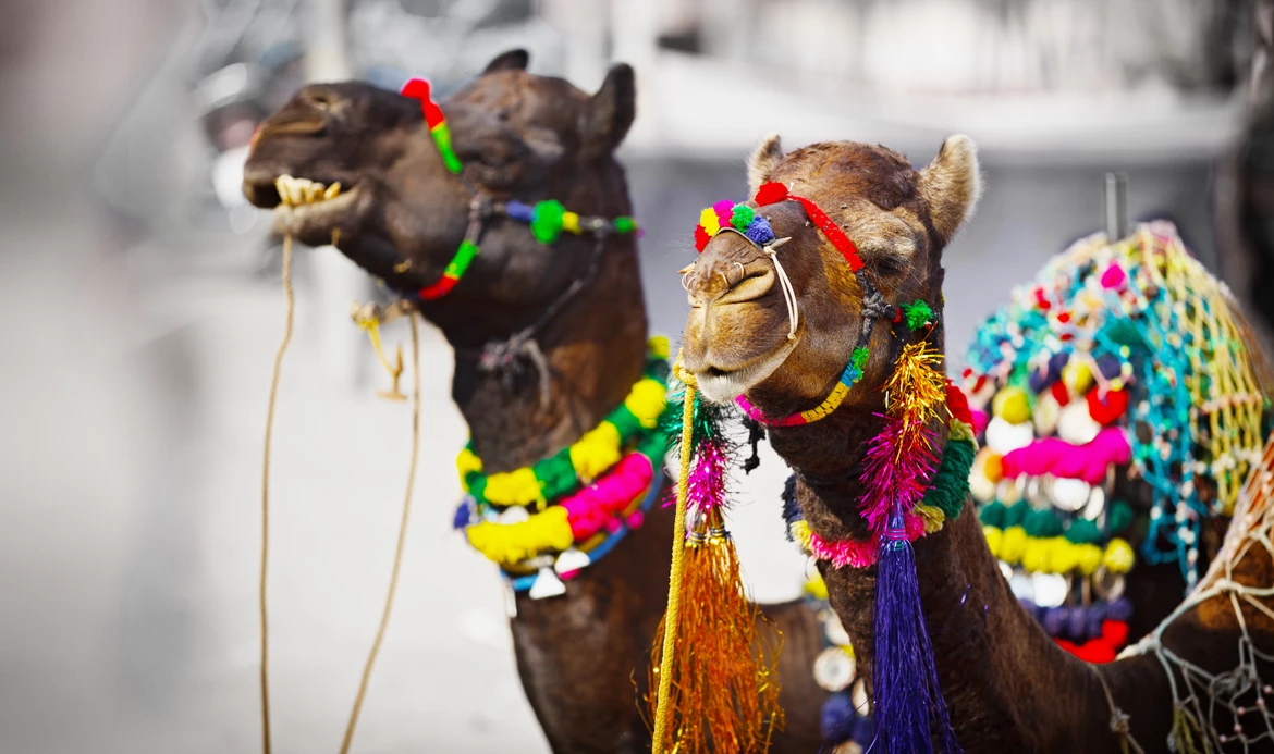8 Nights 9 Days Rajasthan Pushkar Camel Fair Tour